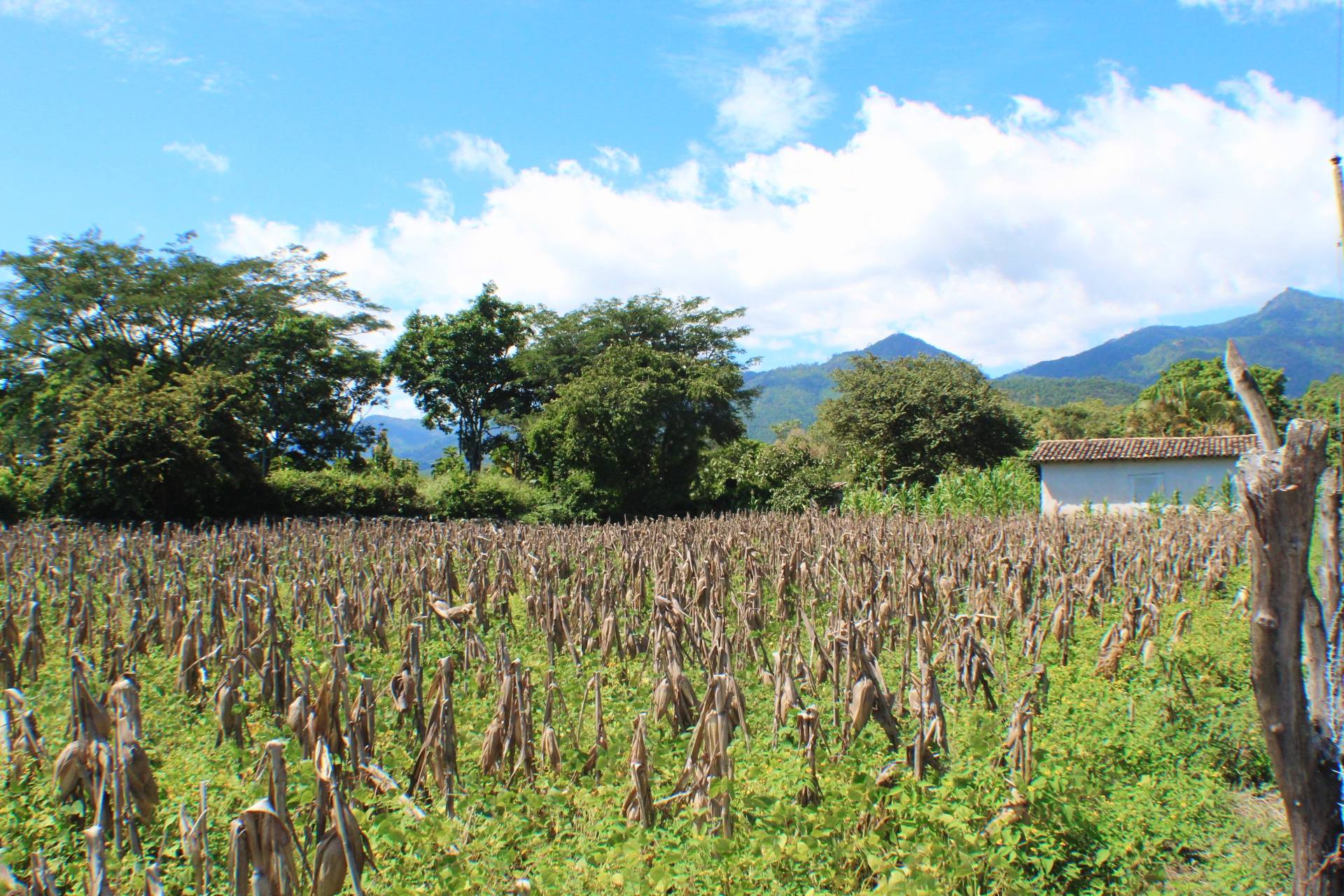 Venta: El Zamorano, Aldea el Zarzal/ CDR1-VT5